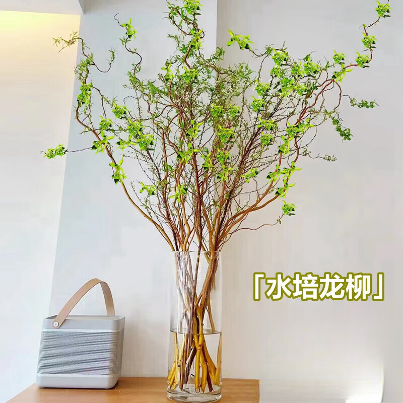 雪柳干枝鲜枝水养插花水培植物鲜花卉室内绿植龙柳 龙柳鲜枝60cm高10