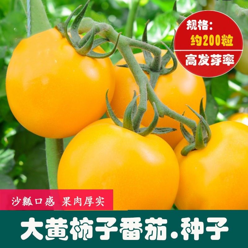 春枝韵番茄种子东北大黄柿子种籽西红柿种孑沙瓤春季蔬菜菜籽黄色大果