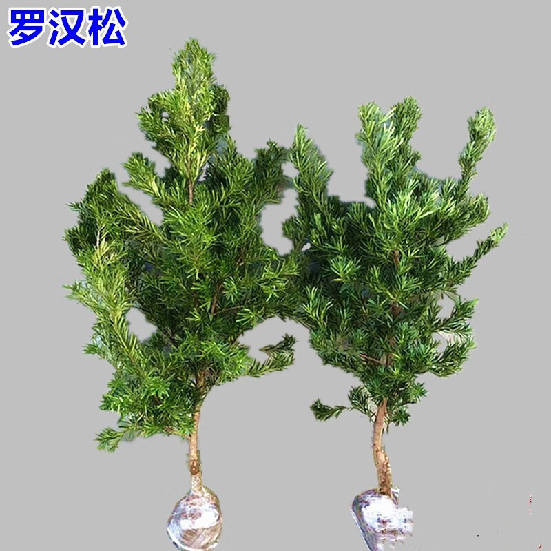 思取罗汉松苗小叶罗汉松树苗大叶米叶雀舌罗汉松盆景素材造型树别 1