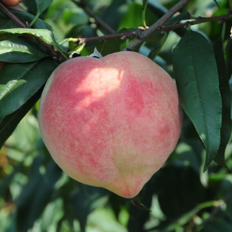 欲静嫁接桃树苗 中华寿桃树苗 圣桃苗 王母红仙桃子树苗当年结果 1年