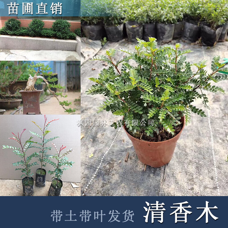 战长沙  名贵红芽清香木树苗庭院阳台植物常青芳香盆栽耐寒珍稀 红芽