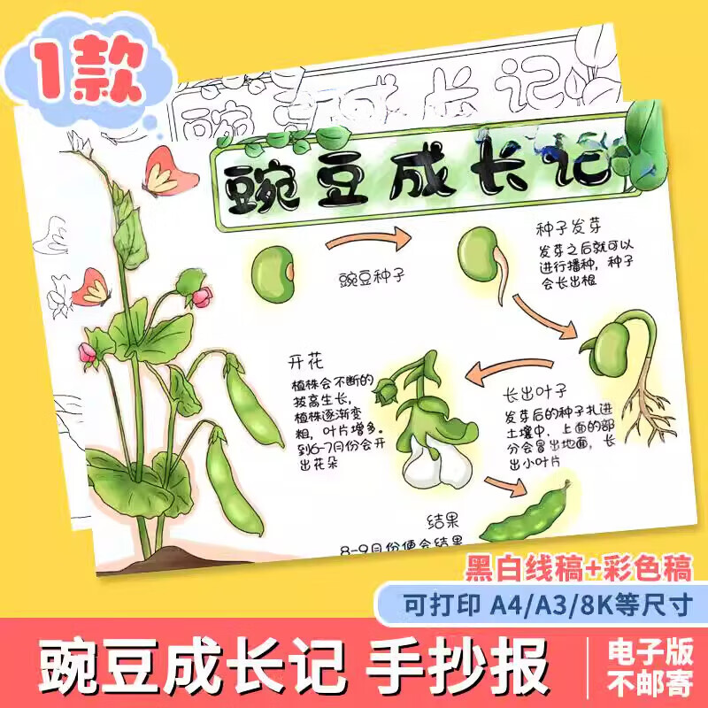 豌豆成长记手抄报电子模板自然笔记植物成长观察日记黑白线稿小报