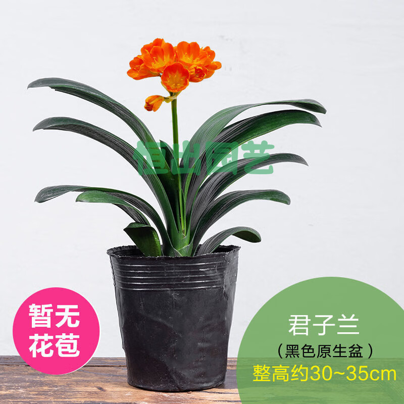 栗好嘉君子兰盆栽开花好养 四季室内带花苞好养老苗盆景 君子兰(原土