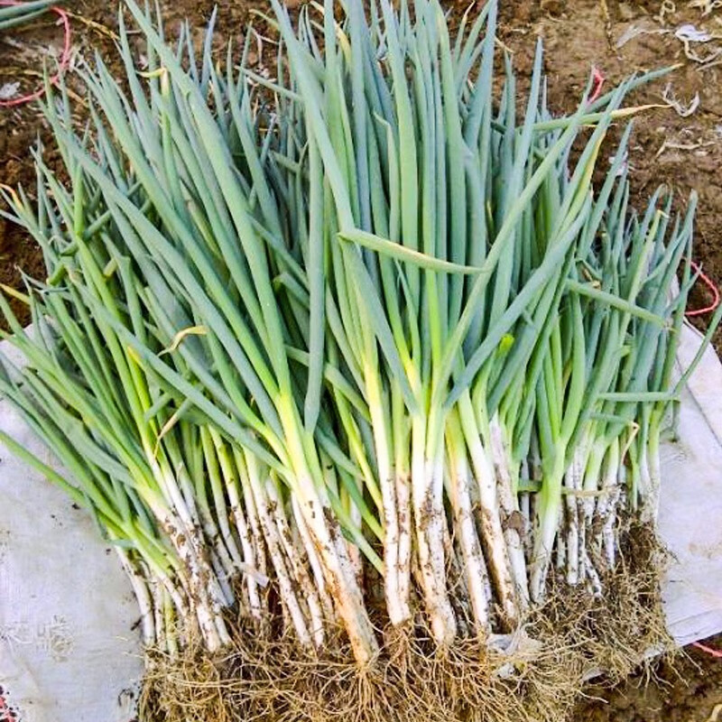 种菜记分葱种子春夏秋冬四季阳台盆栽蔬菜籽分多多小香葱种籽孑小葱籽