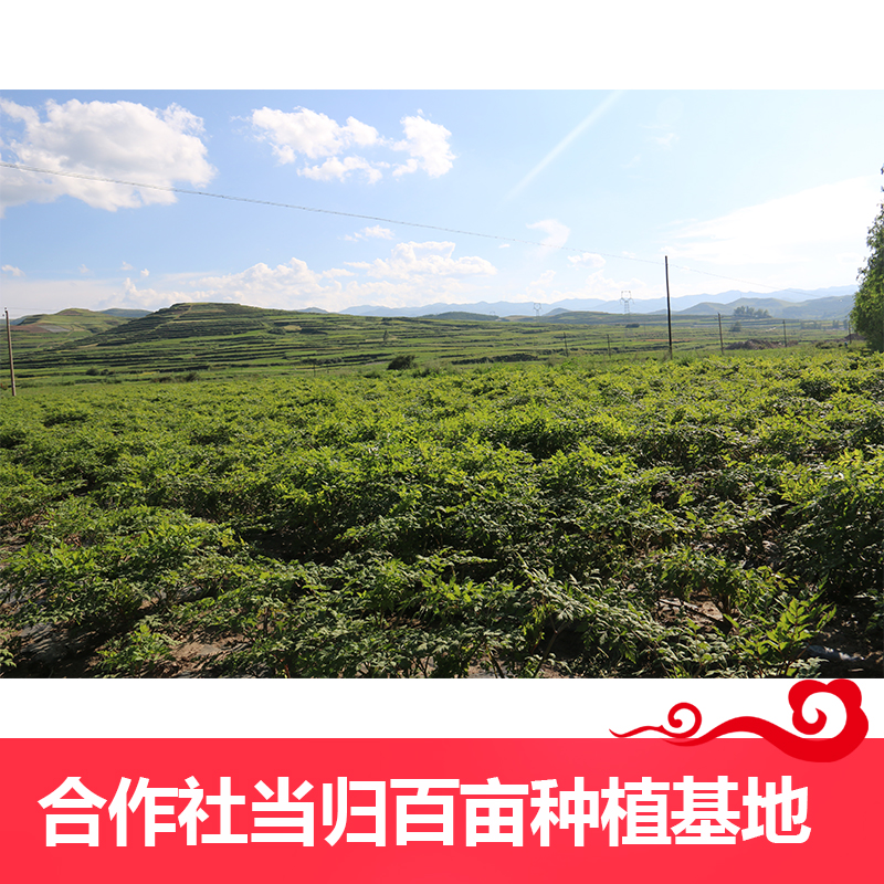 王立成 当归500克 甘肃岷县全当归中药材袋装 无硫整根可打粉 特级老当归（4根或5根）