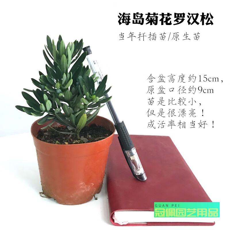 园艺正宗海岛菊花罗汉松小盆栽树苗名贵四季红芽小叶雀舌金钻造的