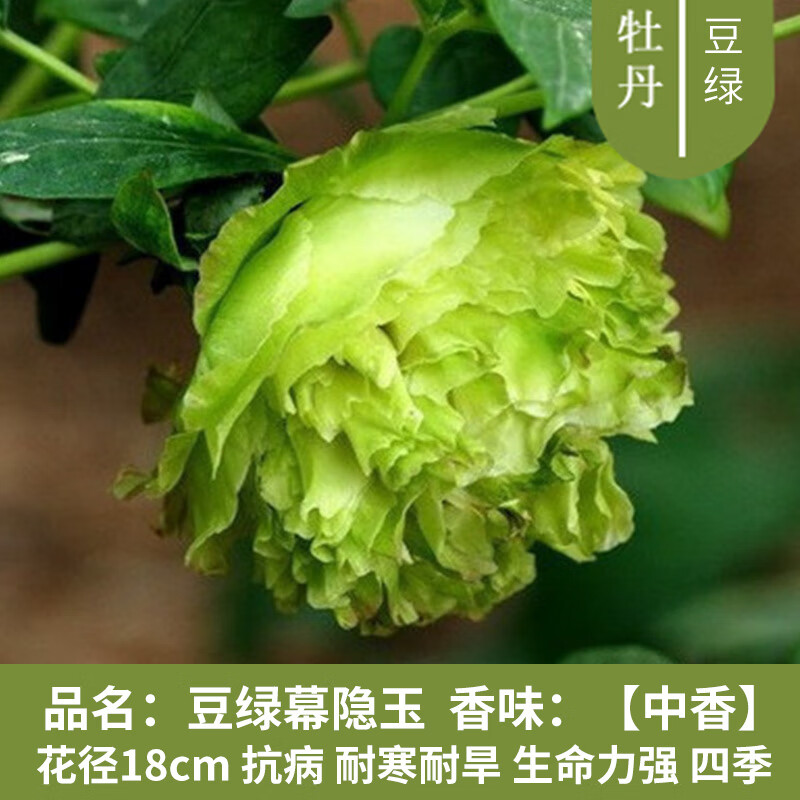 旺之春牡丹花苗大苗重瓣盆栽阳台庭院种植耐寒洛阳牡丹花树苗四季开花