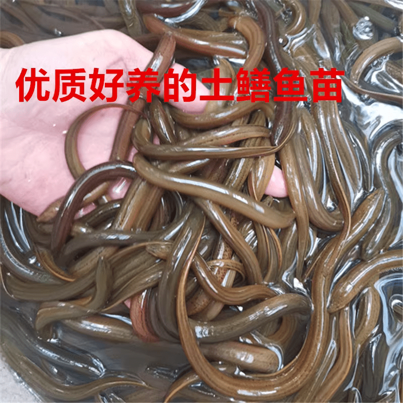鳝鱼苗盘龙鳝鲜活稻田鳝鱼活体小黄鳝长鱼淡水养殖鳝鱼一斤包活 鳝