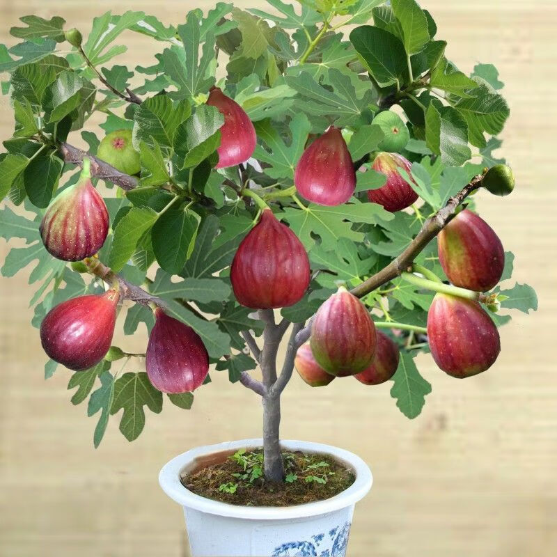无花果树苗波姬红早熟特大无花果苗盆栽地栽南方北方种植当年结果 四