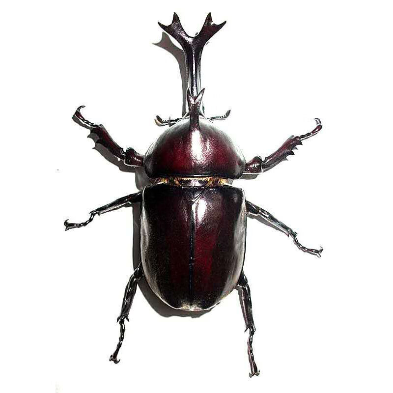 奶萝纯野生独角仙活体成虫巨型超大甲虫昆虫独角仙幼虫活物锹甲宠物