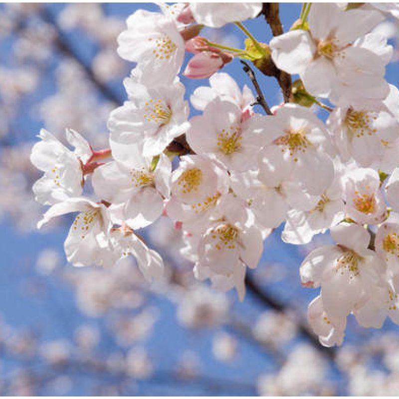 开花树樱花树苗日本晚樱地栽四季常青开花庭院绿化绿化工程苗花树 早