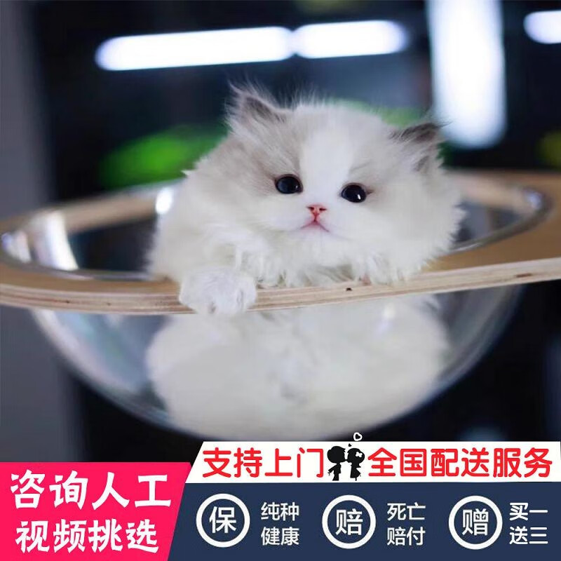 kitykiss布偶猫幼崽猫咪活体宠物小奶猫短毛猫纯种矮脚(实物挑选为准)
