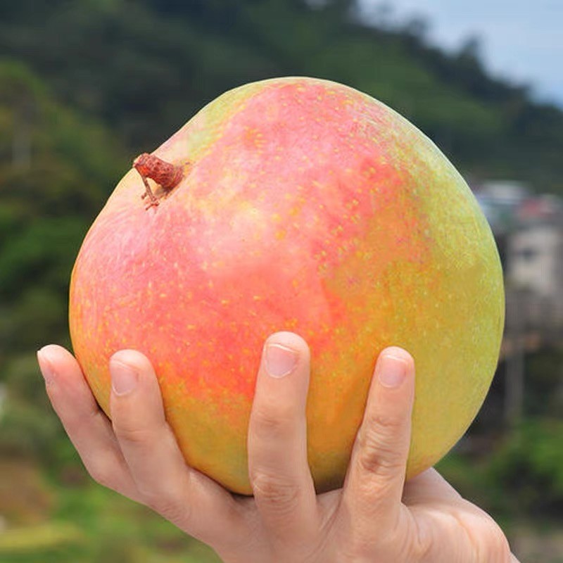 舅甜果蔬海南三亚新鲜澳芒 【顺丰速运】新鲜大芒果苹果芒特产水果
