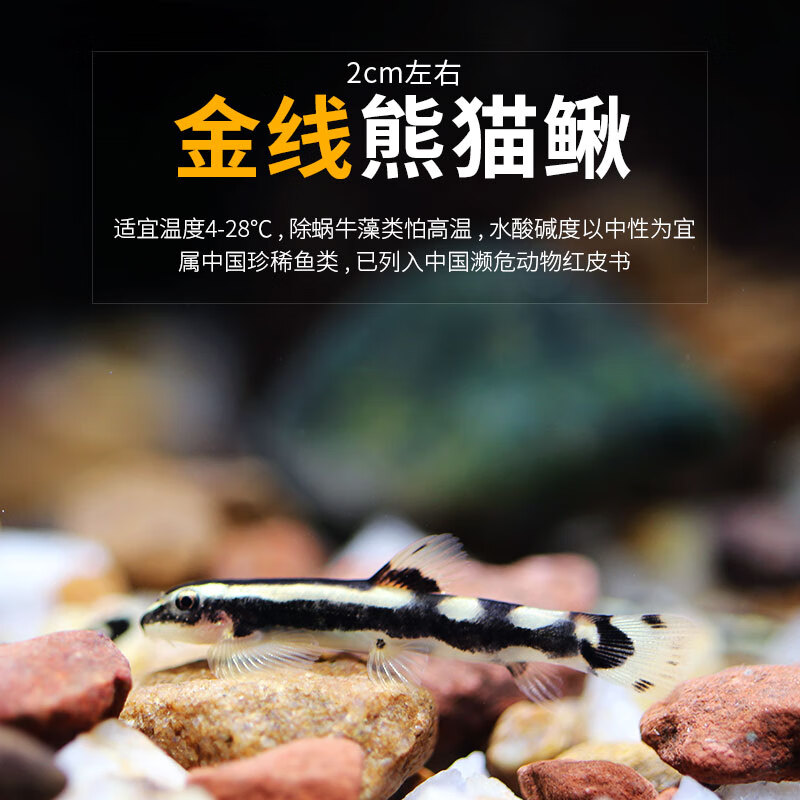 熊猫鳅原生冷水鱼小型观赏鱼淡水鱼吸鳅草缸除涡虫黑白鳅 金线鳅3条