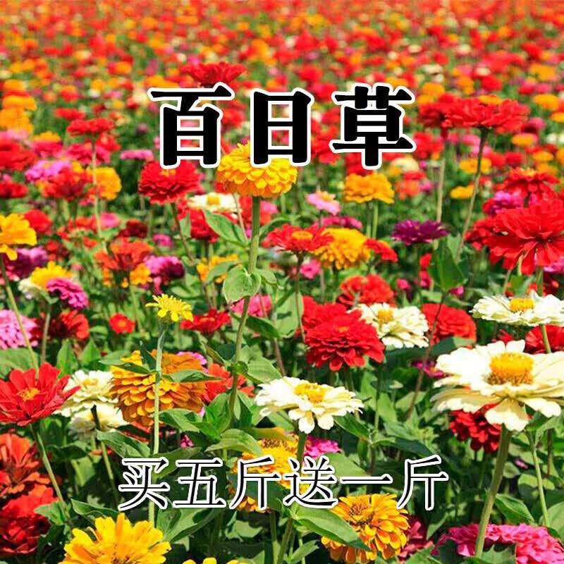 花种子花籽四季开花易活好养室外鲜花盆栽种植庭院室内四季 白色 格桑