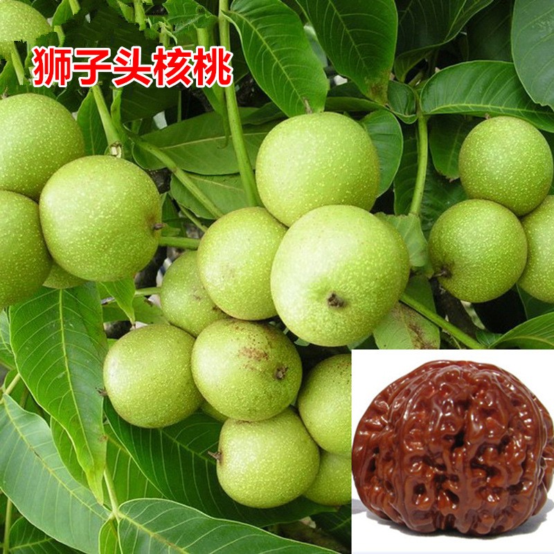 核桃树苗 核桃苗8518嫁接苗薄皮核桃树纸皮南方北方种植庭院当年结果