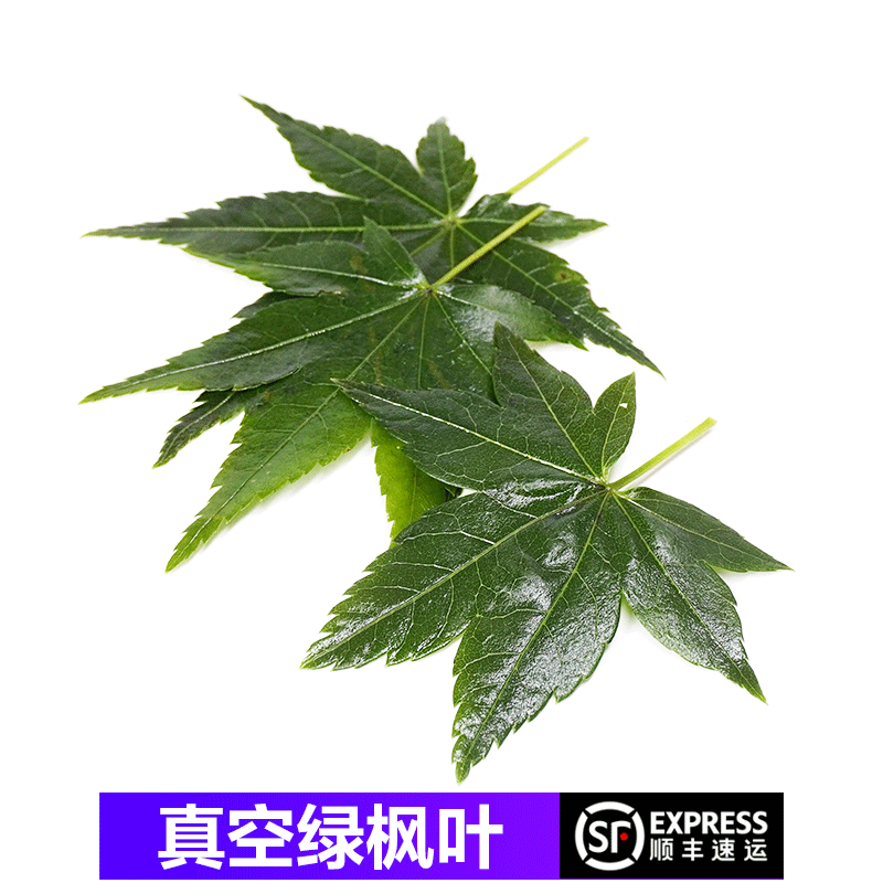 桃李村【顺丰】青枫叶新鲜真空装 绿枫叶 青枫树叶子西餐酒店摆盘装饰