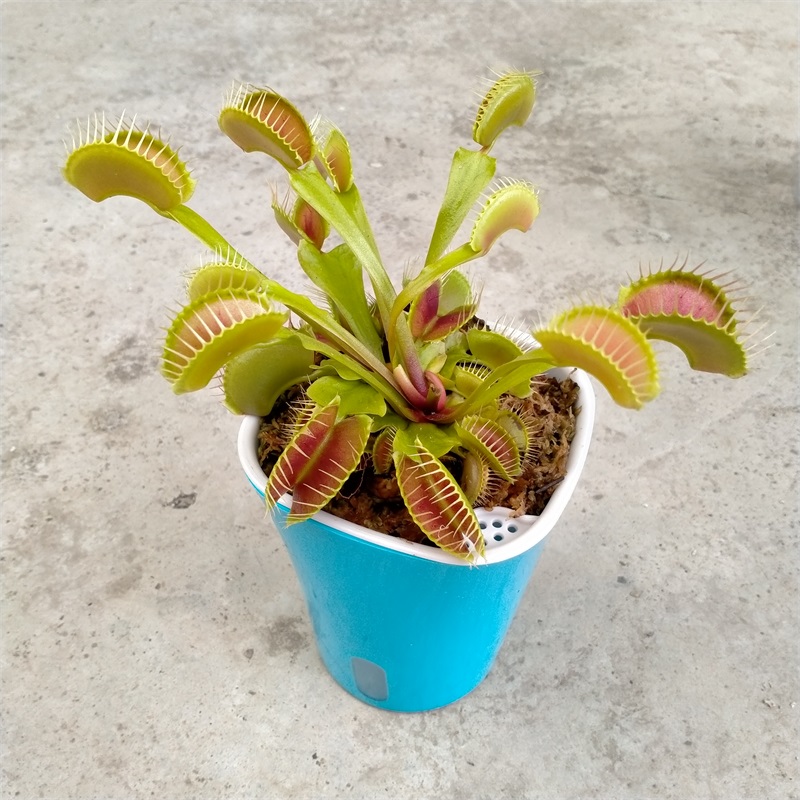 猪笼草 相关京东优惠商品排行榜 价格图片品牌优惠券 虎窝购