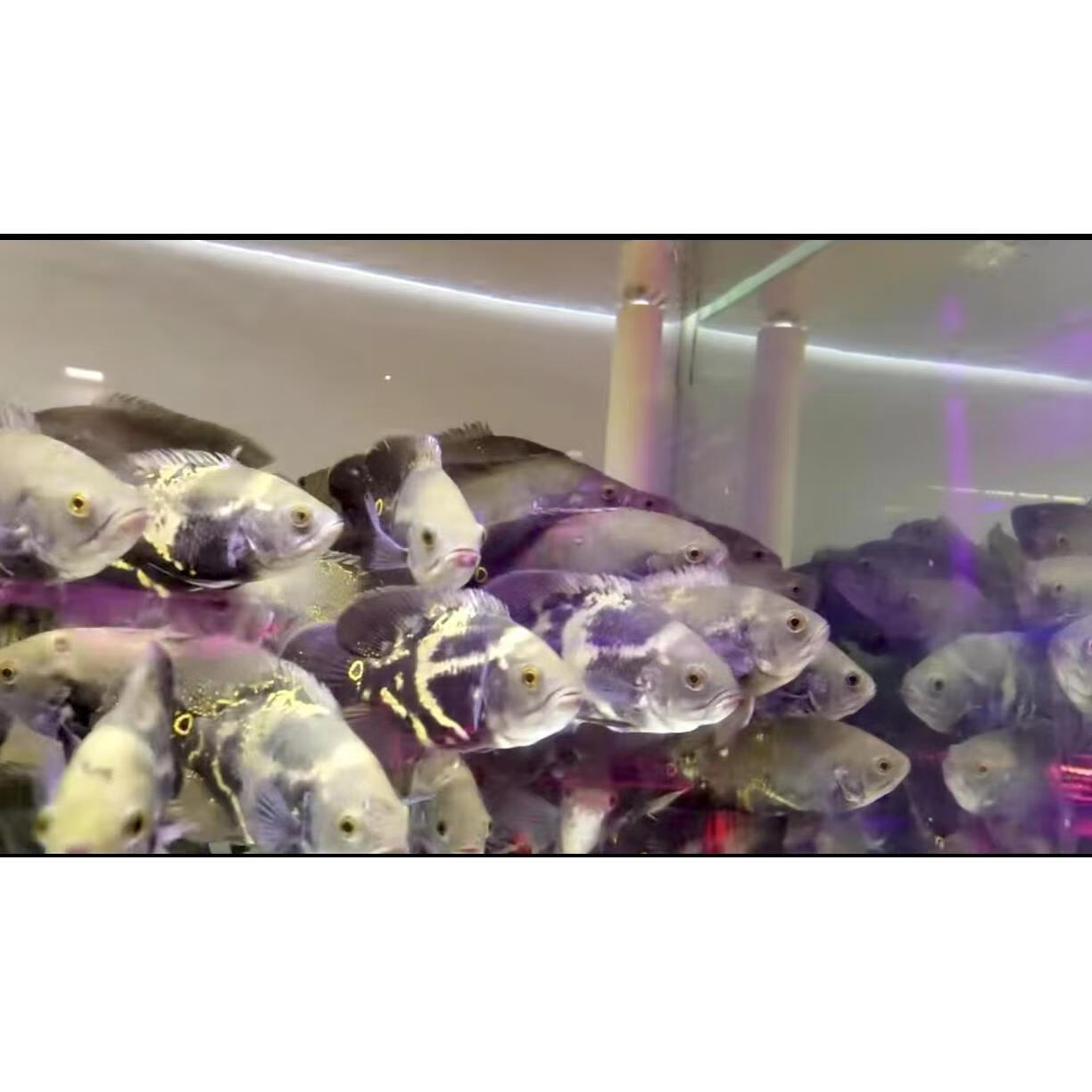 大黄蜂地图鱼热带观赏鱼元宝奥图鱼地图观赏鱼k纹地图鱼猪仔淡水 野生