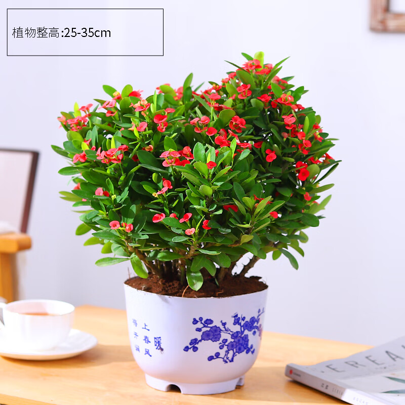 步恋虎刺梅铁海棠花盆栽好养四季开花的花卉植物室内花办公室客厅绿植