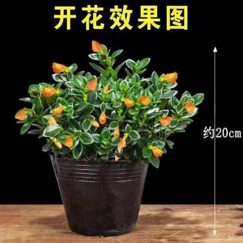 懿儱佩金鱼吊兰盆栽带花苞室内客厅金鱼花卉植物四季开好养年宵家养