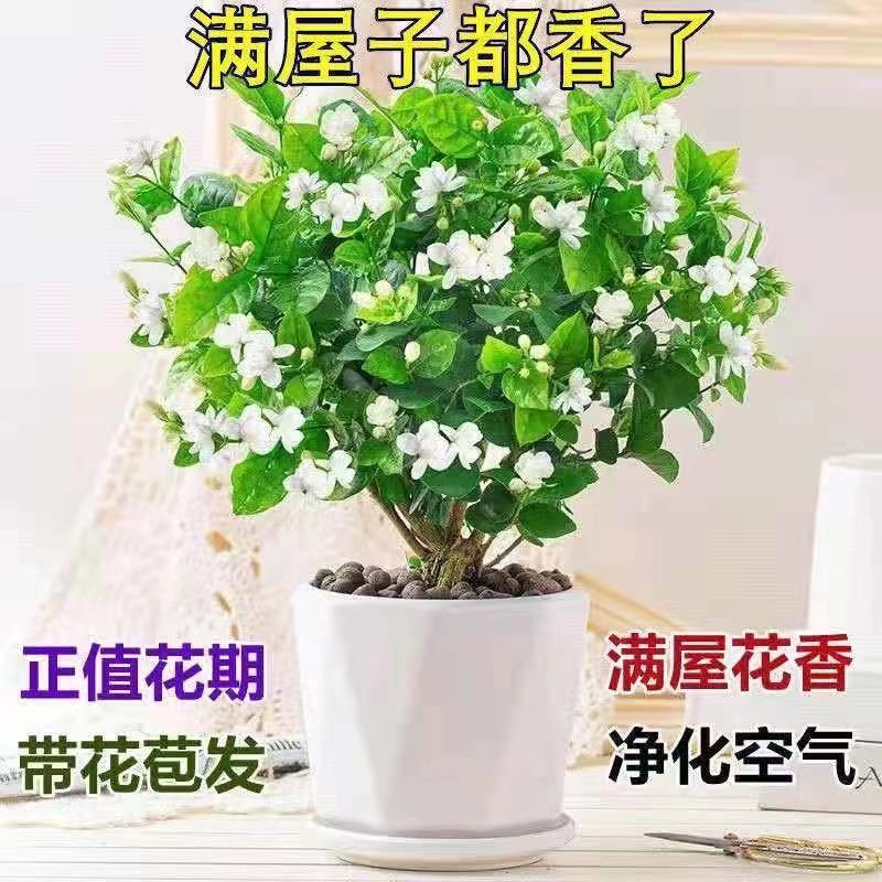 重瓣茉莉花盆栽带花苞浓香型室内外好养植物四季开花驱蚊净化空气 带原土发货+肥料+生根粉 小盆重瓣茉莉【包成活】开花少