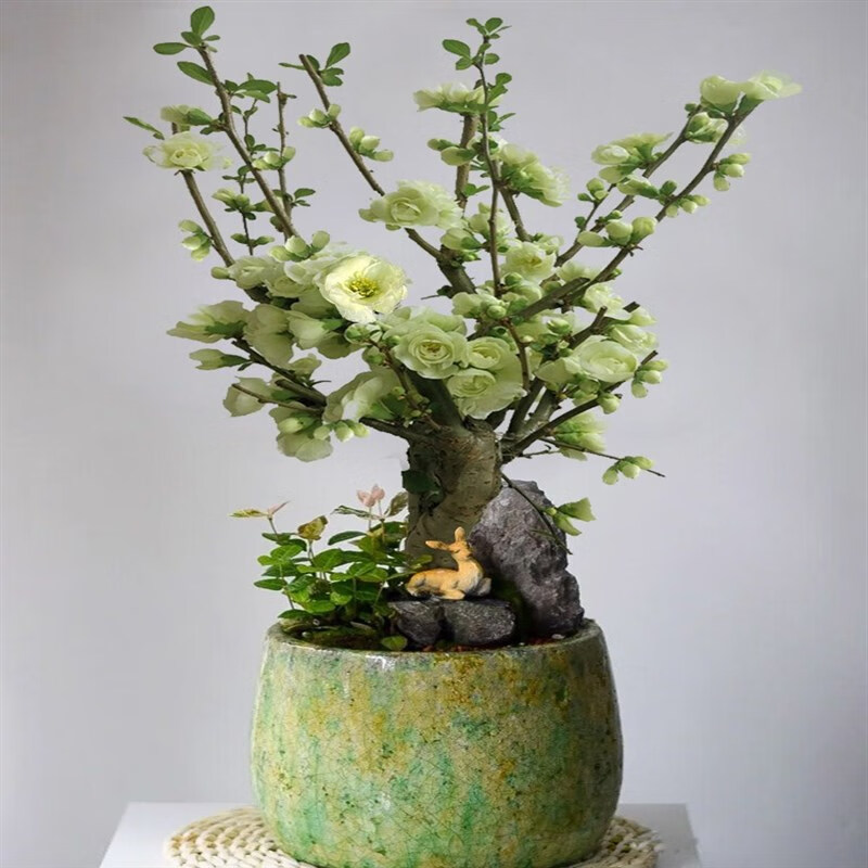 室外地栽四季开花北美垂丝海棠盆栽花卉 盆景绿宝石粗2公分高40cm左右