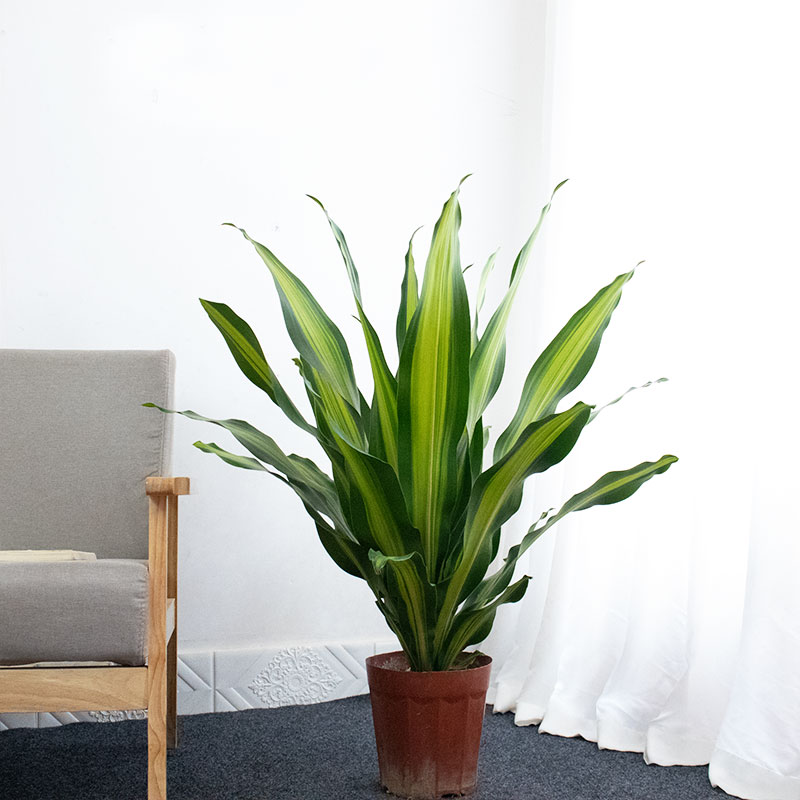 金心也门铁盆栽室内办公室大型植物耐阴吸甲醛净化空气绿植 单株高约