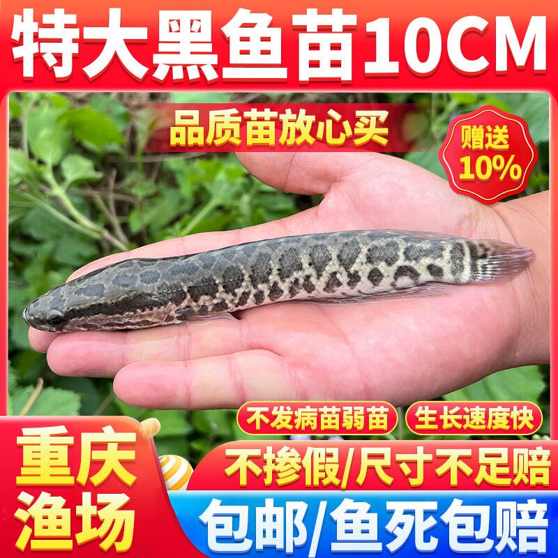 黑魚(yú)苗批發(fā)活體烏魚(yú)苗養(yǎng)殖財(cái)魚(yú)苗黑魚(yú)苗半斤食用淡水小魚(yú)苗生魚(yú)苗黑魚(yú)苗活體淡水小魚(yú)苗養(yǎng)殖黑魚(yú)苗烏魚(yú)苗財(cái)魚(yú) 黑魚(yú)10-12厘米   30條送3條