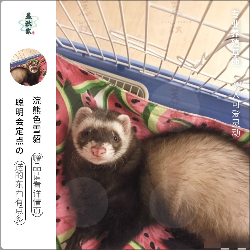 好养网红萌宠已打疫苗做好除臭送男女朋友生日礼物 浣熊色(死亡全赔)