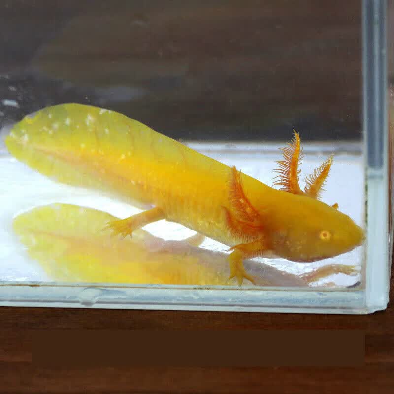 墨一六角恐龙鱼淡水冷水金鱼锦鲤观赏鱼蝾螈霸王鱼龙鱼活体 黄金龙1条