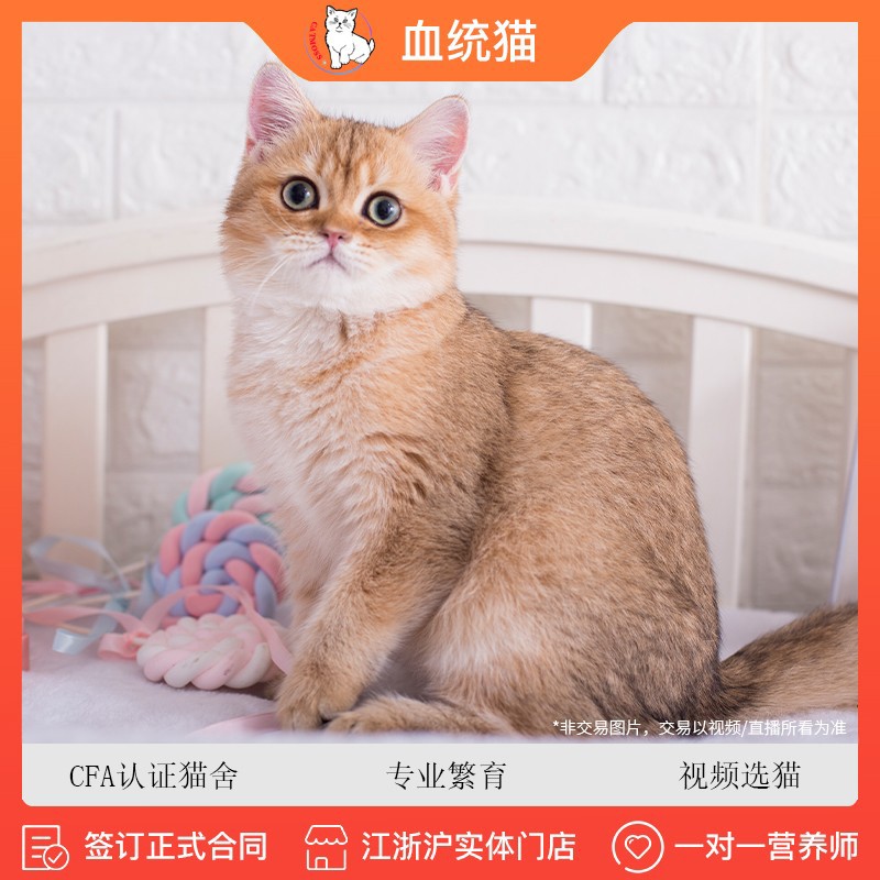 喵昔【签订正规合同】金渐层纯种小猫英国短毛猫ny25色金渐层奶猫英短