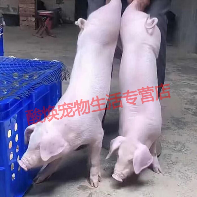 长白母猪大白高产太湖苏太猪黑杜洛克种公猪养殖二元三元仔猪定金