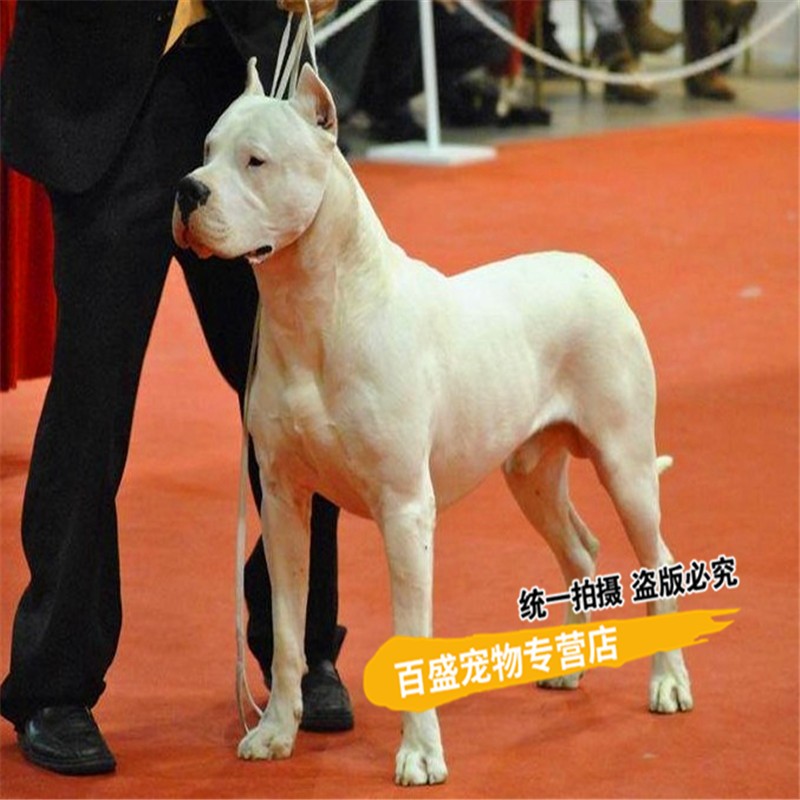 北京犬舍繁殖出售纯种杜高犬幼犬活体 大型护卫犬 猛犬 杜高犬小幼崽