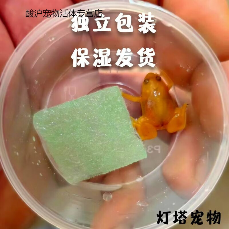小金蛙招財(cái)蛙烏龜河豚龍魚(yú)吃蚊子孑孓易飼養(yǎng)觀賞青蛙另類(lèi) 小金蛙1公1母（獨(dú)立包裝）