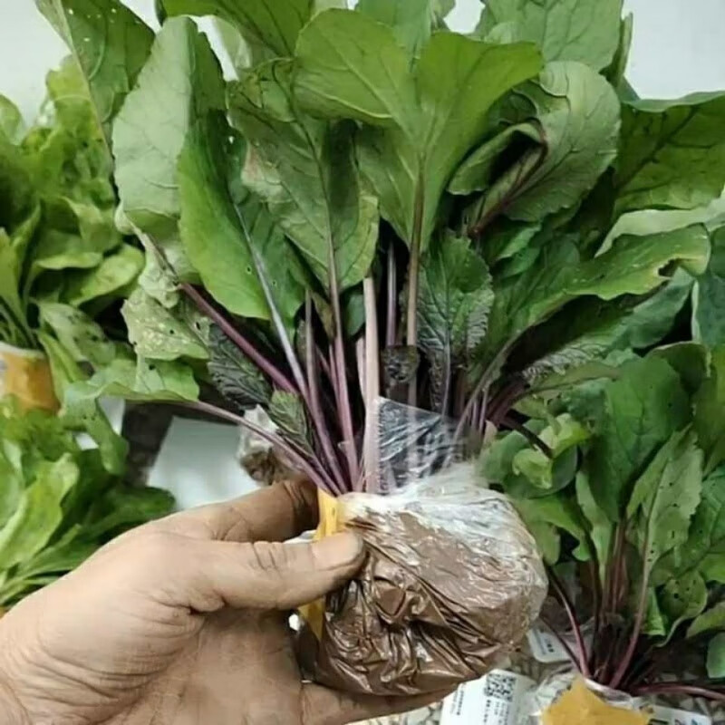 苗子红菜薹幼苗秧苗红油菜苗紫菜苔阳台盆栽红菜心20颗 红菜苔苗20棵
