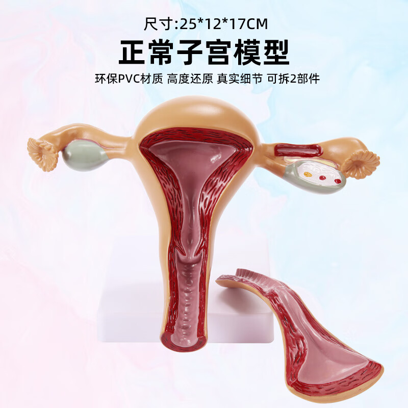 人体子宫卵巢附件女性生殖器阴道病理变结构解剖模型医学教学模具