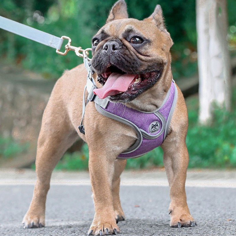 SLPC狗狗胸背带背心式小型犬牵引法斗泰迪柯基胸背中型犬遛狗绳背带 送1.5米原配绳/天空蓝 M/胸围50-62cm/约15-28斤