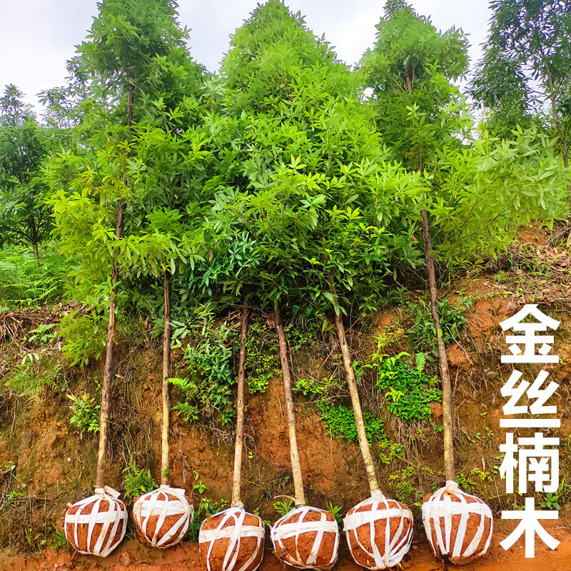 南啵丸金丝楠木树苗正宗金丝楠木大树闽楠庭院稀有名贵树苗小叶桢楠木