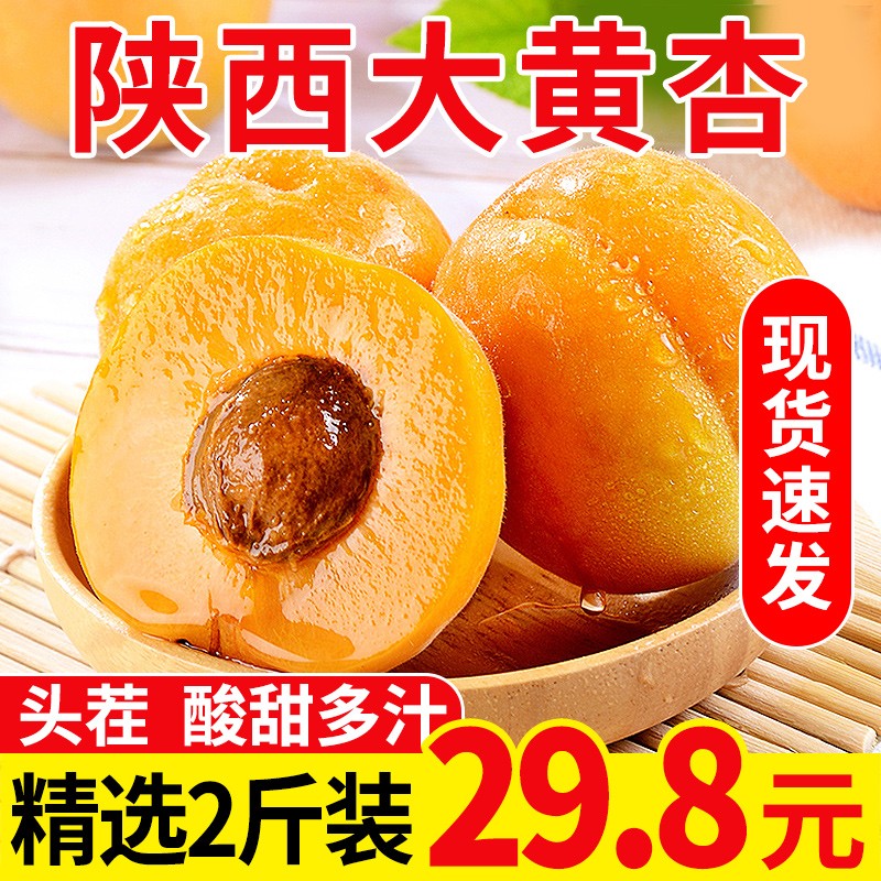 （头茬现货）曙光 陕西大黄杏子5斤 酸甜大杏子鲜果 凯特杏子