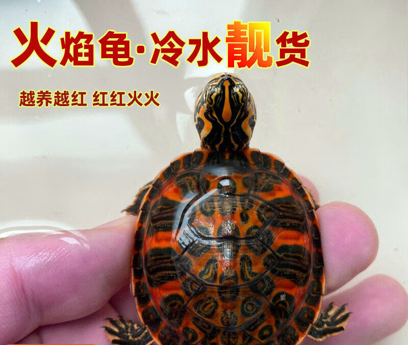 火焰龟深水缸混养小乌龟活物稀有小吃粪龟清洁龟冷水 2-3厘米 一只