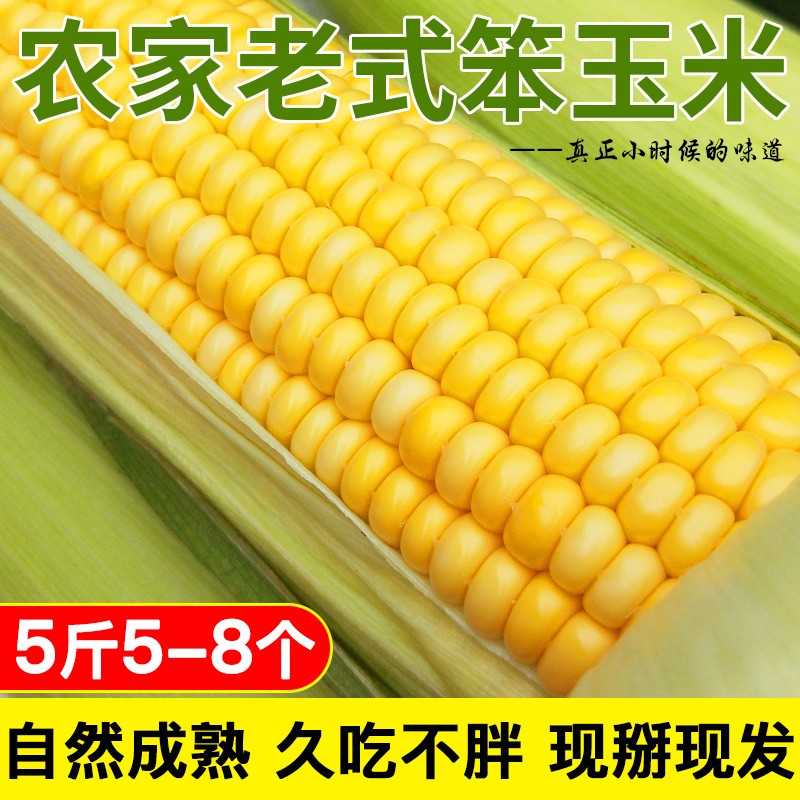 【顺丰】笨玉米现摘 老玉米棒 新鲜农家老玉米黄金玉米生玉米5斤 5斤装