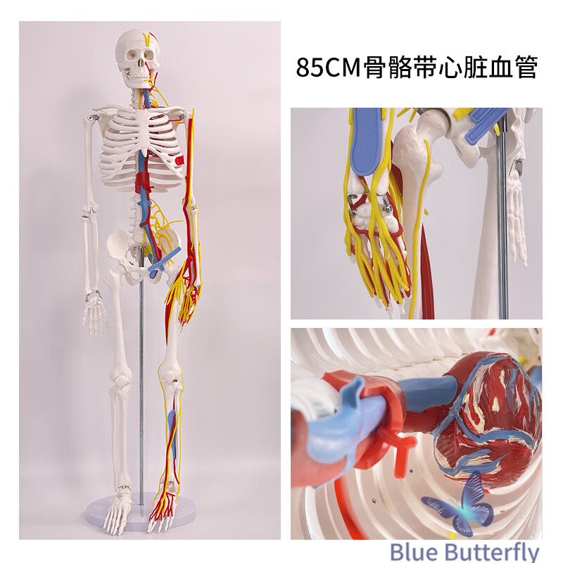 藍蝶85CM人體骨骼模型骨架人體模型成人小白骷髏教學脊椎全身骷髏標本 85cm骨骼帶心臟血管神經(jīng)