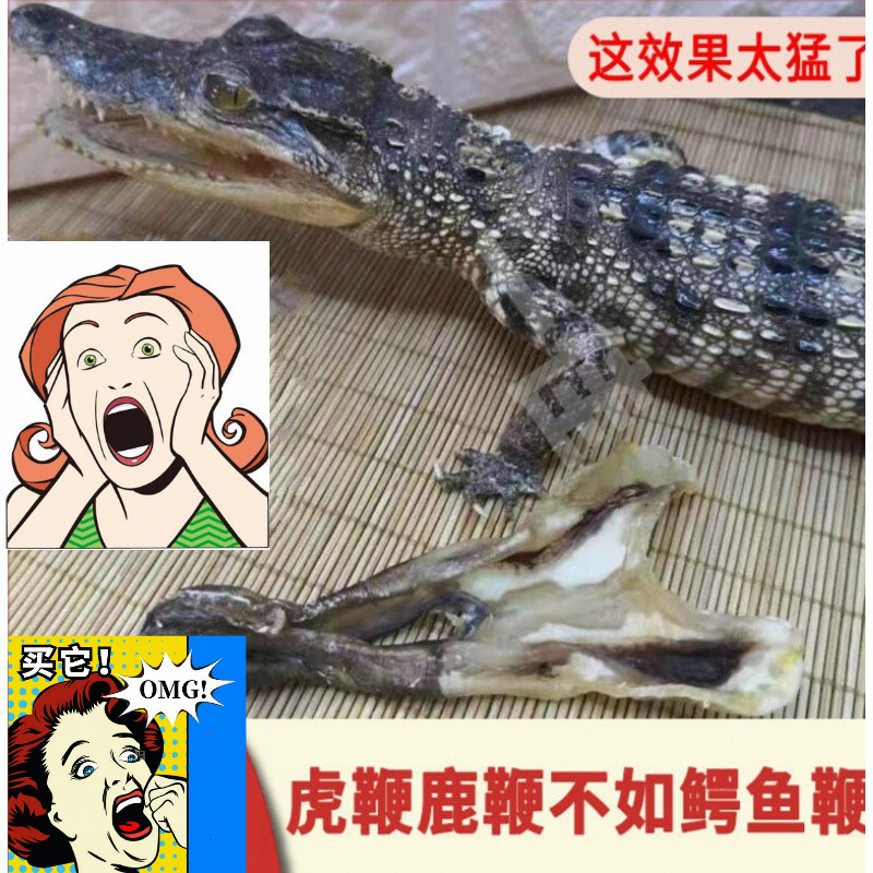 愚港鳄鱼鞭干 新鲜鳄鱼鞭 人工养殖鳄鱼 特色鳄鱼鞭 鳄鱼生鲜肉 鳄鱼