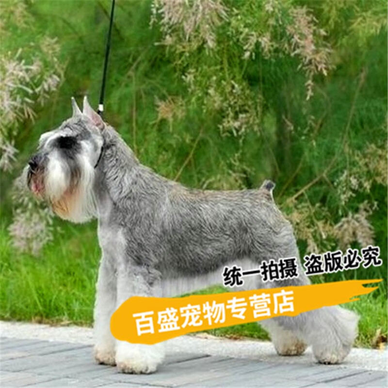 别态萌犬舍出售 雪纳瑞犬 幼犬 纯种迷你小型家庭犬 雪纳瑞活体宠物狗