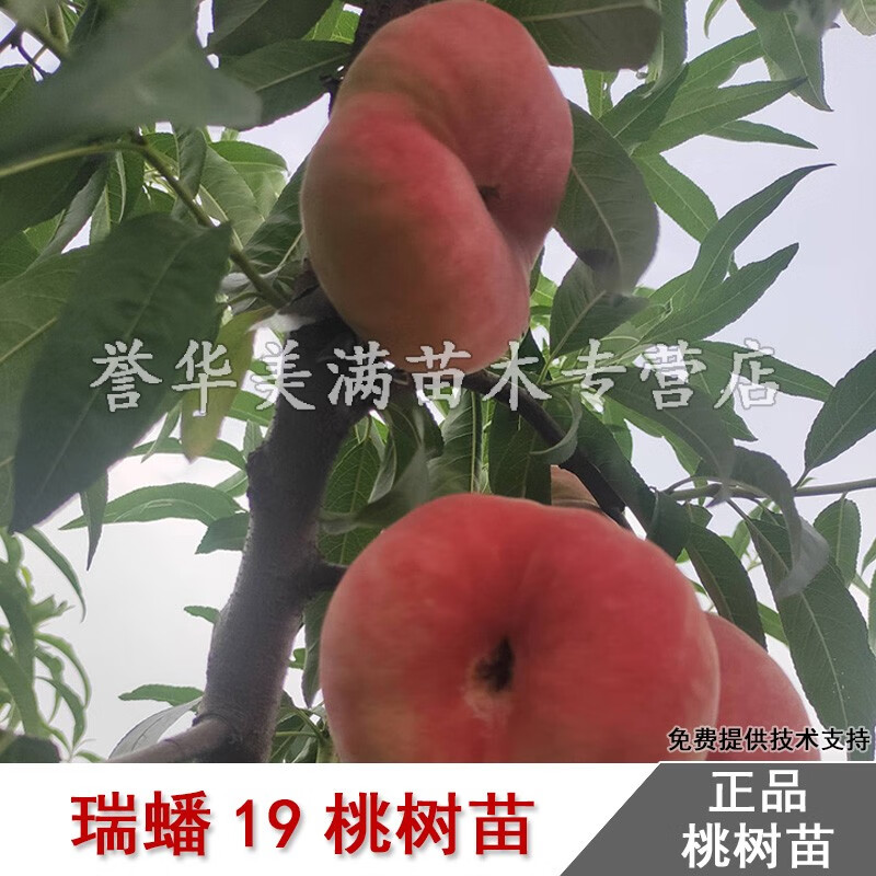 澈之畅桃树果苗嫁接瑞蟠19号蟠桃苗脆甜红蟠桃树苗庭院南北方种植果树
