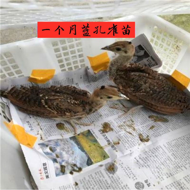 孔雀苗公母一对活体幼鸟宠物观赏鸟家养小孔雀脱温苗活物到家 1个月1