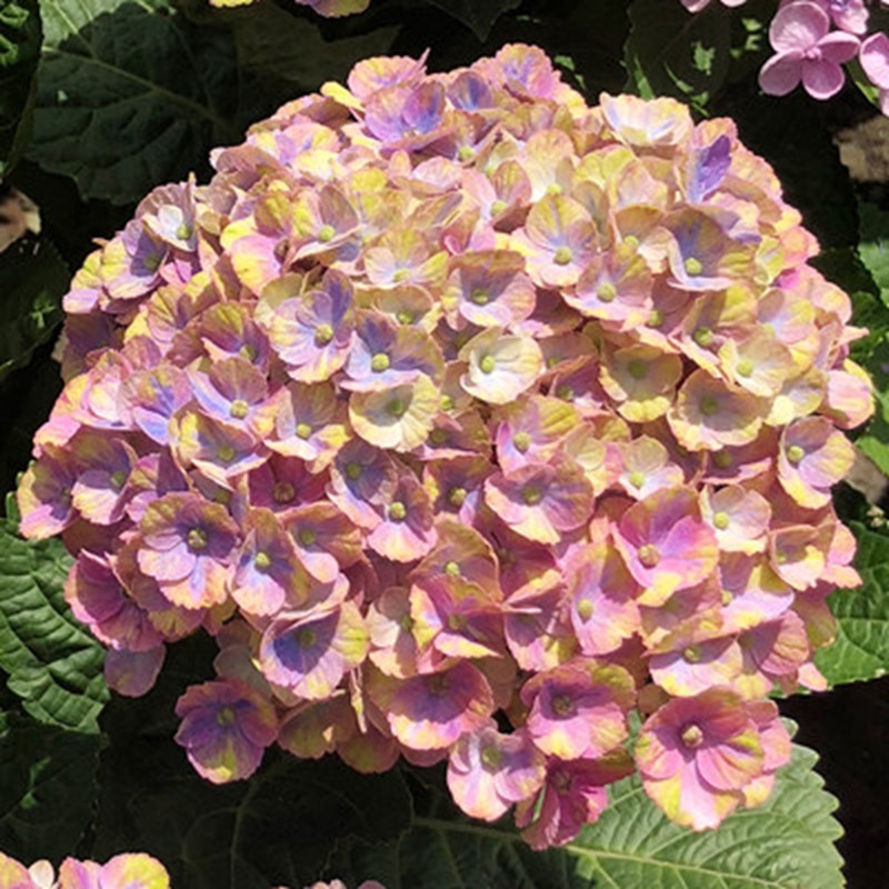 无尽夏八仙花绣球花苗盆栽花卉观花植物室内花卉 雪舞1棵2-4个分枝