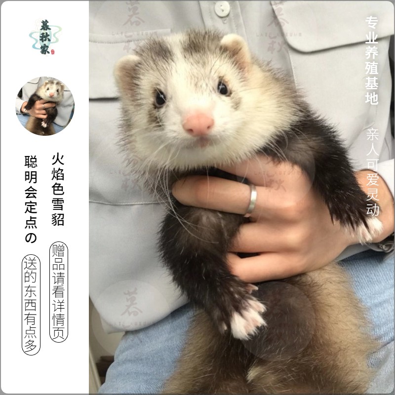 【小秋宠物】安哥鲁貂活体雪貂幼崽小龙貂玛雪儿貂宝宝好养网红萌宠已