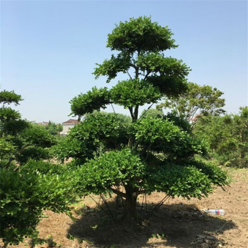 小叶黄杨树庭院别墅造型绿化独杆冬青黄杨盆景树四季常青树苗 1.2米高左右黄杨造型 带土球